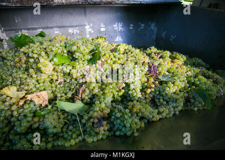 White grapes in the strainer to strain of all the juice before the grape skins can be pressed Stock Photo