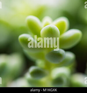 A macro shot of a donkey tail succulent plant.