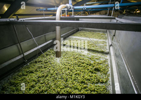 White grapes in the strainer to strain of all the juice before the grape skins can be pressed Stock Photo