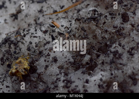 Snow pile with dirt, grime, leaves, and cigarette butts, closeup abstract texture background Stock Photo