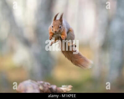 Cairngorms National Park. 30th Jan, 2018. UK Weather: A Red Squirrel Sciurus vulgaris caught in mid flight as it leaps on to a bow of a pine in the Cairngorms National Park Scotland winter Credit: David Tipling Photo Library/Alamy Live News Stock Photo