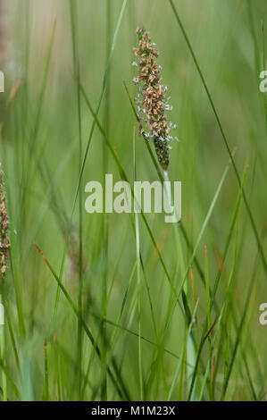 Alopecurus rendlei,Aufgeblasenes Fuchsschwanzgras,Rendle's meadow foxtail Stock Photo