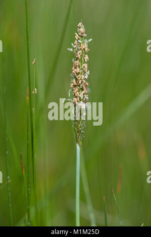 Alopecurus rendlei,Aufgeblasenes Fuchsschwanzgras,Rendle's meadow foxtail Stock Photo