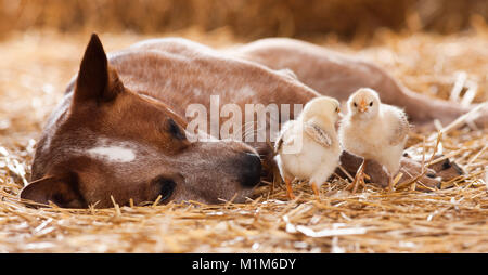 Animal friendship: Australian Cattle dog with chicks, lying in straw. Germany Stock Photo