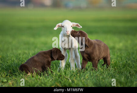 Labrador Retriever and Merino Sheep. Lamb and pair of puppies on a meadow. Germany Stock Photo