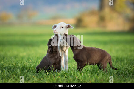 Labrador Retriever and Merino Sheep. Lamb and pair of puppies on a meadow. Germany Stock Photo