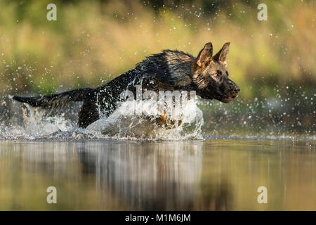 German Shepherd, Alsatian. Adult running in shallow water. Germany Stock Photo