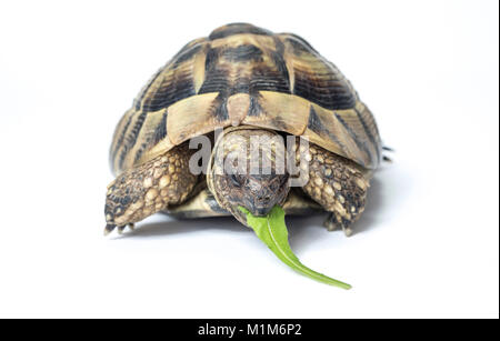 Hermanns Tortoise (Testudo hermanni) eating a Dandelion leaf. Studio picture against a white background. Germany Stock Photo