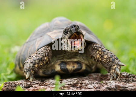 Hermanns Tortoise (Testudo hermanni) on a log, yawning. Germany Stock Photo