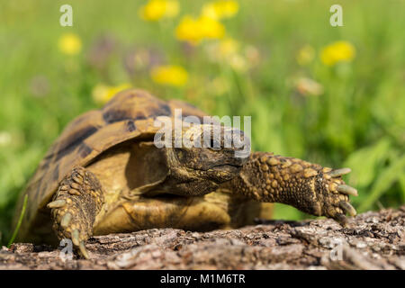 Hermanns Tortoise (Testudo hermanni) on a log. Germany Stock Photo