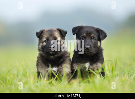 German Shepherd, Alsatian. Two puppies sitting on a meadow. Germany Stock Photo