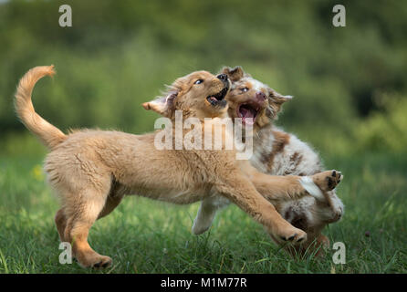Australian Shepherd puppy and Golden Retriever puppy playfighting on a lawn. Germany Stock Photo