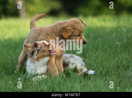 Australian Shepherd puppy and Golden Retriever puppy playing on a lawn. Germany Stock Photo