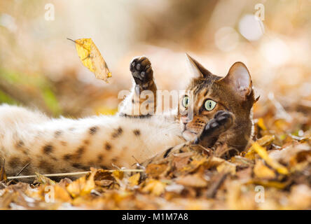 Bengal cat lying in leaf litter, playing with falling leaf. Germany Stock Photo