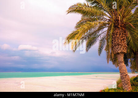 Dead Sea shore. Palm tree on the beach. Ein Bokek, Israel Stock Photo