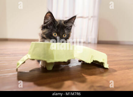 Norwegian Forest Cat. Kitten playing with an egg box. Germany Stock Photo