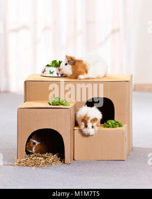 Guinea Pig, Cavie. Three individuals in and on selfmade house. Germany Stock Photo