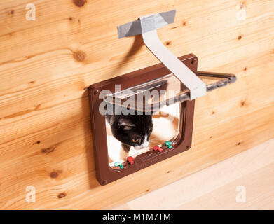 Domestic cat. Black-and-white juvenile at cat flap. Germany. Stock Photo