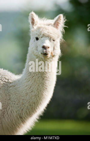 Alpaca (Lama pacos, Vicugna pacos), portrait of adult. Germany Stock Photo