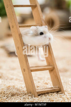 Roborovski Hamster (Phodopus roborovskii) climbing on a wooden ladder. Restriction: Not for guidebooks for pet care until 09.2017 Stock Photo
