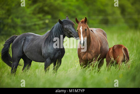 American Quarter Horse. Black stallion courting a chestnut mare on a meadow. Germany Stock Photo