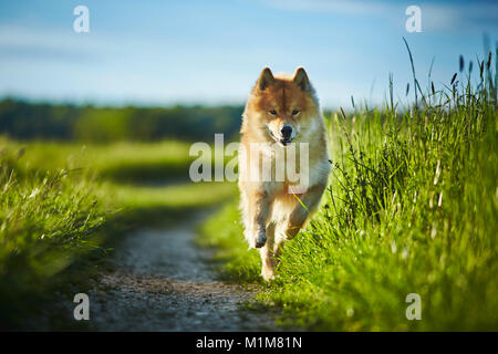Eurasier, Eurasian. Adult dog running on a path in a meadow. Germany