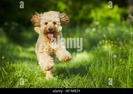 Miniature Labradoodle. Adult running towards the camera. Germany Stock Photo