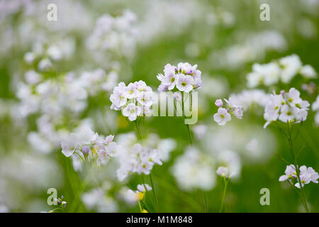 Flowering Cuckoo Flower, Lady's Smock (Cardamine pratensis) on a meadow. Germany Stock Photo