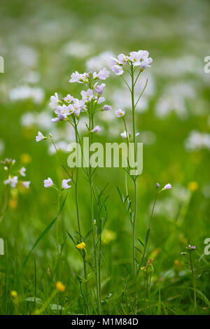 Flowering Cuckoo Flower, Lady's Smock (Cardamine pratensis) on a meadow. Germany Stock Photo