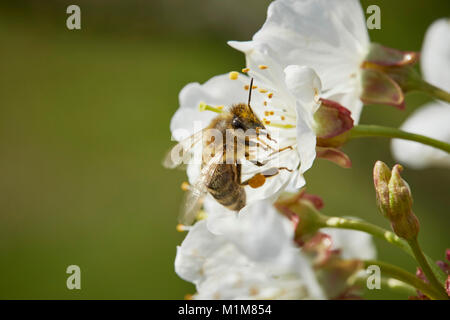 European Honey Bee, Western Honey Bee (Apis mellifera, Apis mellifica). Worker on a Cherry flower. Germany Stock Photo