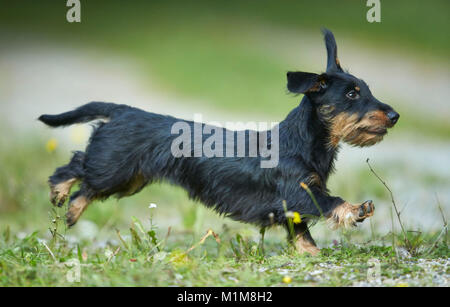 wire haired dachshund terrier