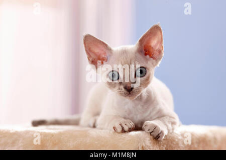 Devon Rex. Kitten lying on a scratching post. Germany Stock Photo
