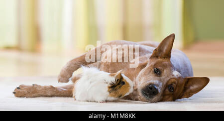 Abyssinian Guinea Pig, Cavie next to lying Australian Cattle Dog. Germany Stock Photo