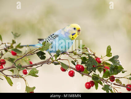 Rainbow Budgerigar, Budgie (Melopsittacus undulatus) on fruiting Hawthorn (Crataegus laevigata) twig. Germany . Stock Photo