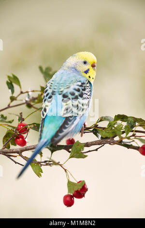 Rainbow Budgerigar, Budgie (Melopsittacus undulatus) on fruiting Hawthorn (Crataegus laevigata) twig. Germany . Stock Photo