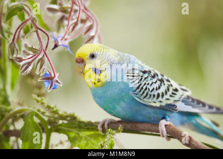 Rainbow Budgerigar, Budgie (Melopsittacus undulatus) on Borage (Borago officinalis) stalk. Germany . Stock Photo