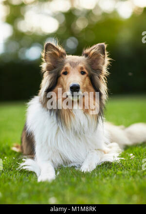 Rough Collie. Adult dog lying on grass. Germany Stock Photo