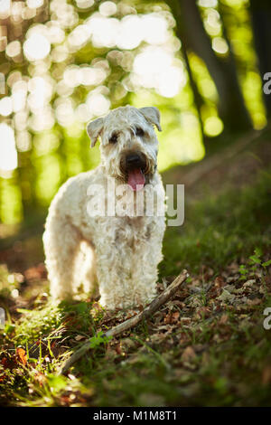 Irish Soft Coated Wheaten Terrier. Adult dog standing in a forest. Germany. Stock Photo