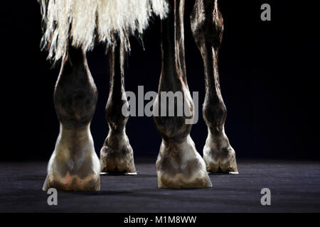 Pure Spanish Horse, Andalusian. Woman schooling a young horse in a riding hall. Touching the legs with a whip. Germany Stock Photo