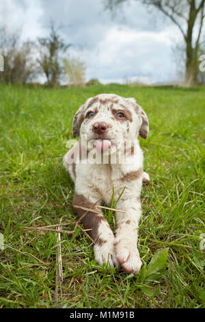 Mixed-breed dog. Puppy lying on a meadow, sticking out its tongue. Germany Stock Photo