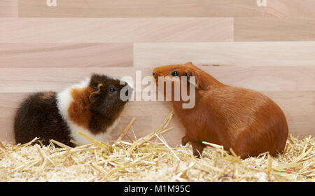 Satin Guinea Pig and Rex Guinea Pig on wood shavings. Germany.. Stock Photo