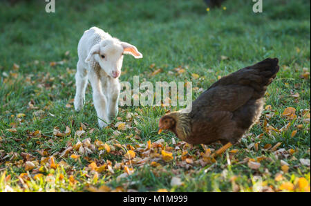 Domestic sheep. Merino lamb meeting Welsummer Chicken, foraging in leaf litter. Germany. Stock Photo