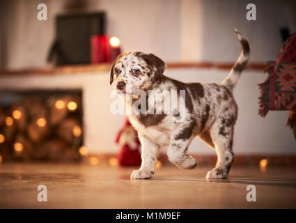 Mixed-breed dog. Puppy walking in a room decorated for Christmas. Germany. Stock Photo