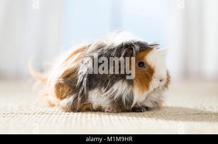 Long-haired (Lunkarya) Guinea Pig, Cavie. Adult on a carpet. Germany Stock Photo