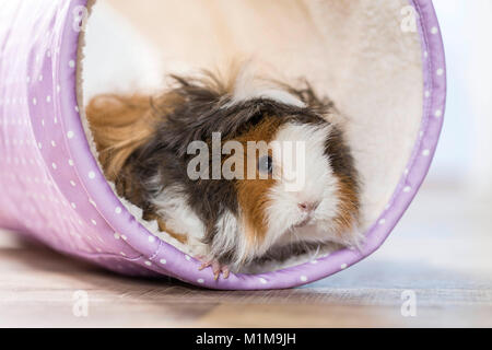Guinea Pig, Cavie. Long-haired (Lunkarya). Adult in a toy tunnel. Germany Stock Photo