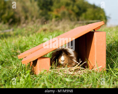 Long-haired Guinea Pig in a hide on a meadow. Germany Stock Photo