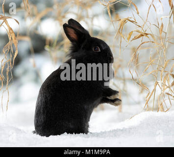 Black Netherland Dwarf Rabbit grooming itself in snow. Germany Stock Photo