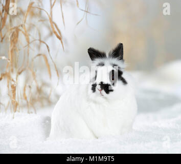 Netherland Dwarf Rabbit in snow. Germany Stock Photo