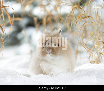 Dwarf Angora Rabbit in snow. Germany Stock Photo