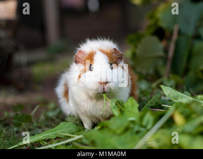Smooth-haired Guinea Pig in an outdoor enclosure, eating Dandelion leaves. Germany.